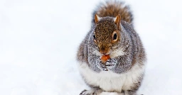 squirrel in the snow