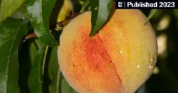 What’s a Georgia Summer Without Peaches? Not So Sweet. (Published 2023)