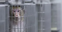 What can caged lab monkeys tell us about free human beings?