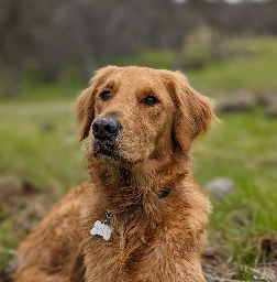 Golden retriever centered in the frame, looking curiously at the camera, the background a blurred a field of grass