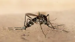 Klimawandel: Müssen wir Angst vor Tigermücken haben?