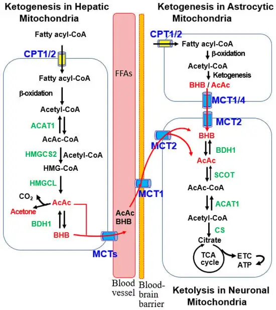 Molecular Mechanisms of Neuroprotection by Ketone Bodies and Ketogenic Diet in Cerebral Ischemia and Neurodegenerative Diseases