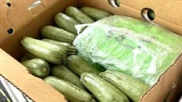 1,400 packages of meth weighing almost 6 tons and worth over $18 million found in squash shipment