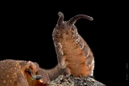 Meet the Velvet Worm.... Ferocious Predator, and Living Fossil! MEGA POST