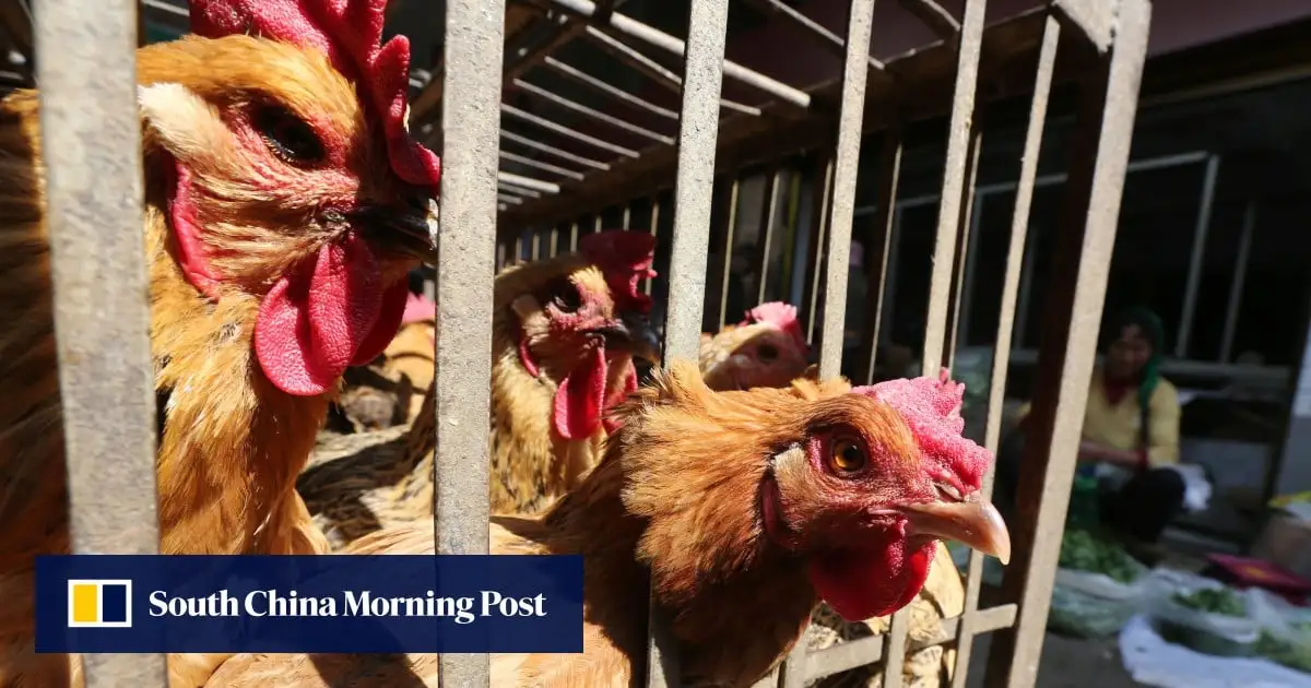 ‘Farmers can’t bear it!’: China’s poultry industry scrambled by falling prices