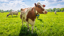 Cow poop emits climate-warming methane. Adding red algae may