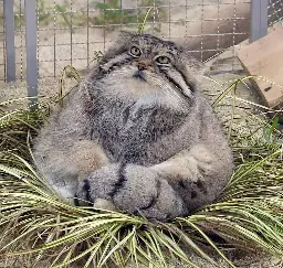 Manul