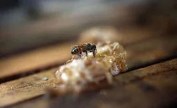 Beekeepers Working Harder Than Ever As Nearly Half of U.S. Honeybee Colonies Died Last Year