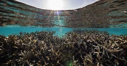 This coral reef has given scientists hope for years. Now they’re worried.