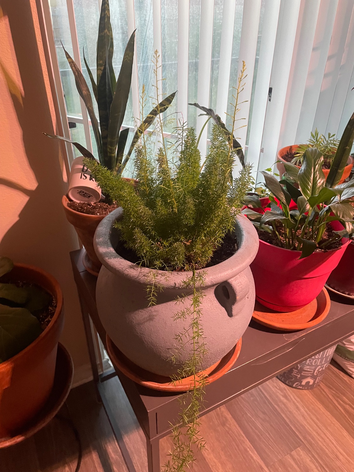 A tabletop full of plants, focused on a foxtail fern. There is also a snake plant and peace lily in the background. 