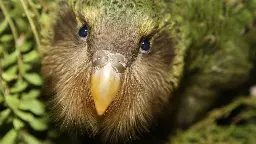 A flightless parrot is returning to mainland New Zealand after a 40-year absence
