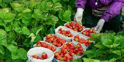 Der Check: Kosten Erdbeeren bald 14 Euro?