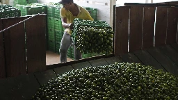 Mexico sends 660 soldiers, National Guard to protect lime growers suffering extortion by cartels