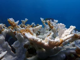 HISTORIC HEATWAVE TRIGGERING CORAL DIE-OFF IN FLORIDA