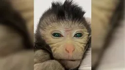 Scientists create chimeric monkey with two sets of DNA | CNN