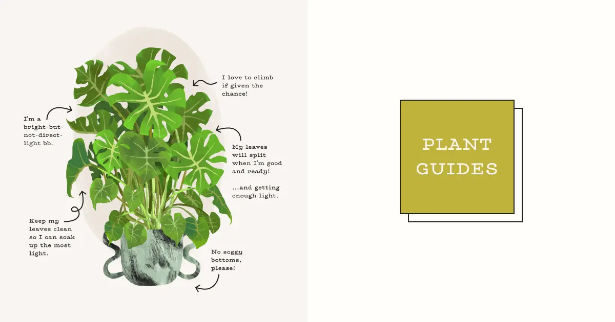 Plant Guides