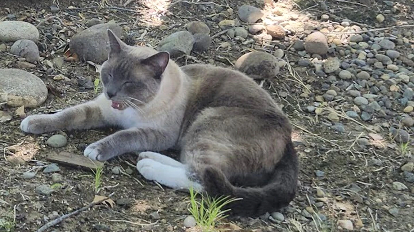 A lost cat's mysterious 2-month, 900-mile journey home to California