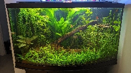 Before and after I simplified my aquascape