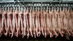 Deutsche Fleischindustrie schlachtet deutlich weniger Schweine