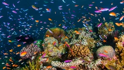 Scientists lure fish to dead reefs using speakers playing healthy coral sounds