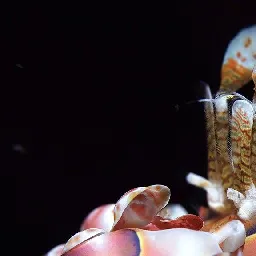 Michael Fineberg Photography and Scuba Instructor on Instagram: ""Sometimes, someone is obviously covered in red flags"
Much like The Joker and Harley Quin, a mated pair of Harlequin shrimp (Hymenocera picta) are vividly coloured, and have a close relationship centered around love and murder. While every carnivore kills to eat, most are opportunistic hunters or proper predators, stalking and hunting their prey for a quick kill. Harlequin shrimp are the creepy couple who drag strangers (sea stars) into their lair and slowly torture them.
Richelieu Rock, Thailand
3/03/2023
[Sony A7R IV, 90mm macro, AOI +12.5 diopter]"