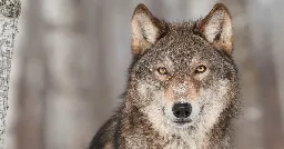 'Wolf' seen in Forest of Dean chasing herd of deer into bracken