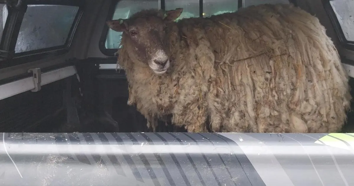 Britain's "loneliest sheep" rescued by group of farmers after being stuck on foot of cliff for at least 2 years