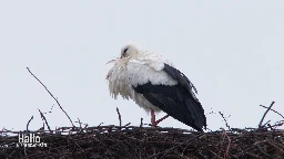 Die ersten Störche sind zurück im Schaumburger Land