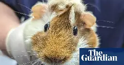 Guinea pig abandoned at London tube station with note asking for new owner