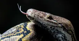 Woman swallowed whole by a python in Indonesia, second such killing in a month