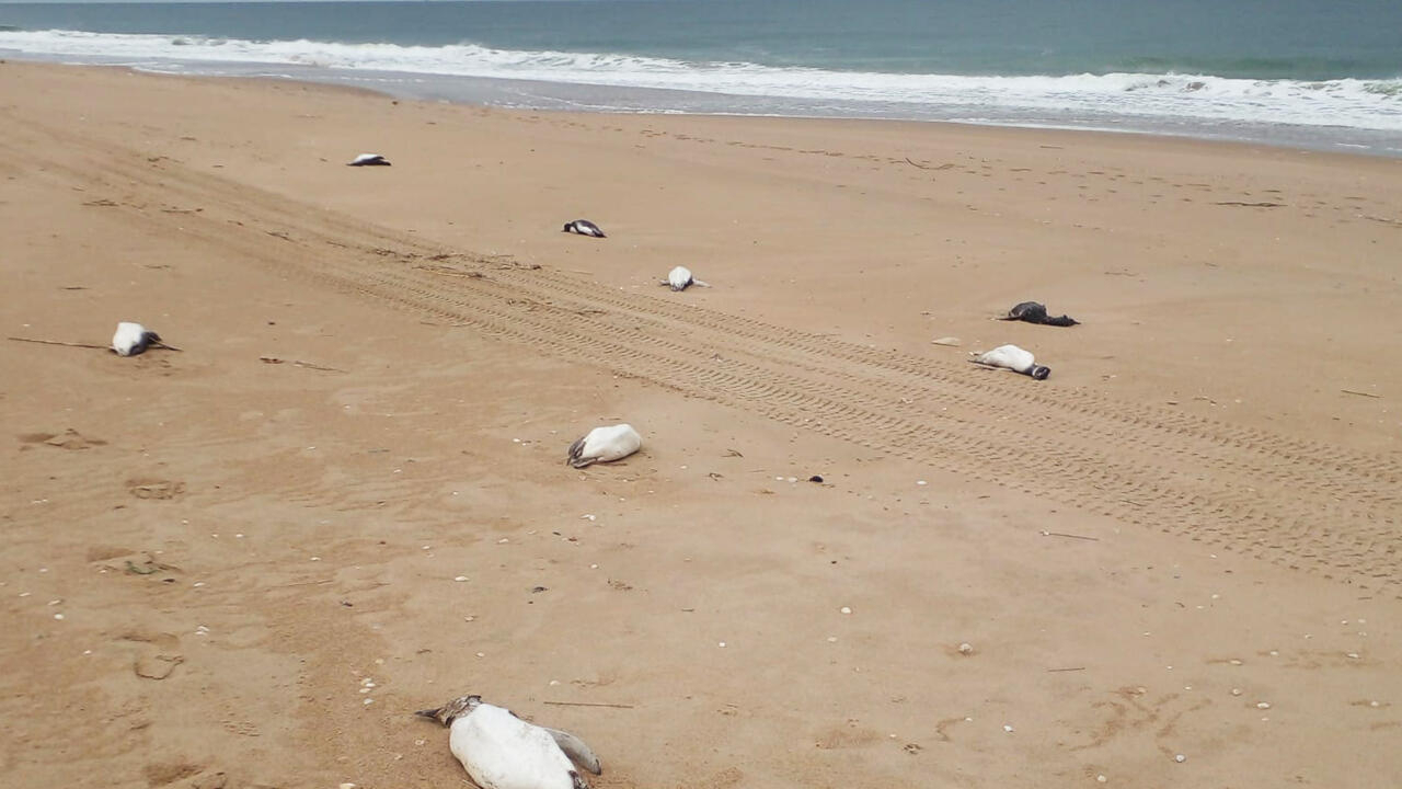 Around 2,000 penguins wash up dead on Uruguay coast