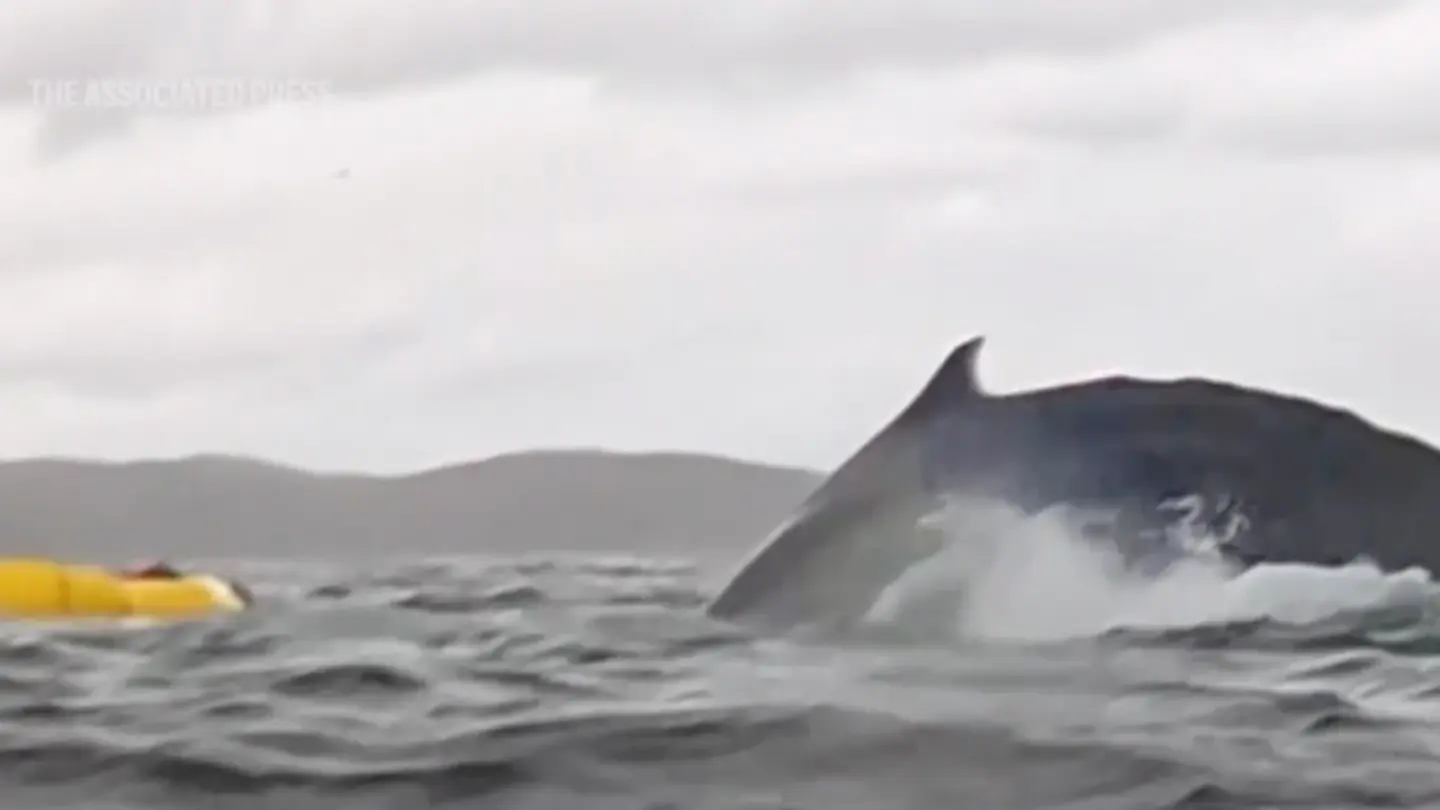 A humpback whale briefly swallows kayaker in Chilean Patagonia — and it's all captured on camera