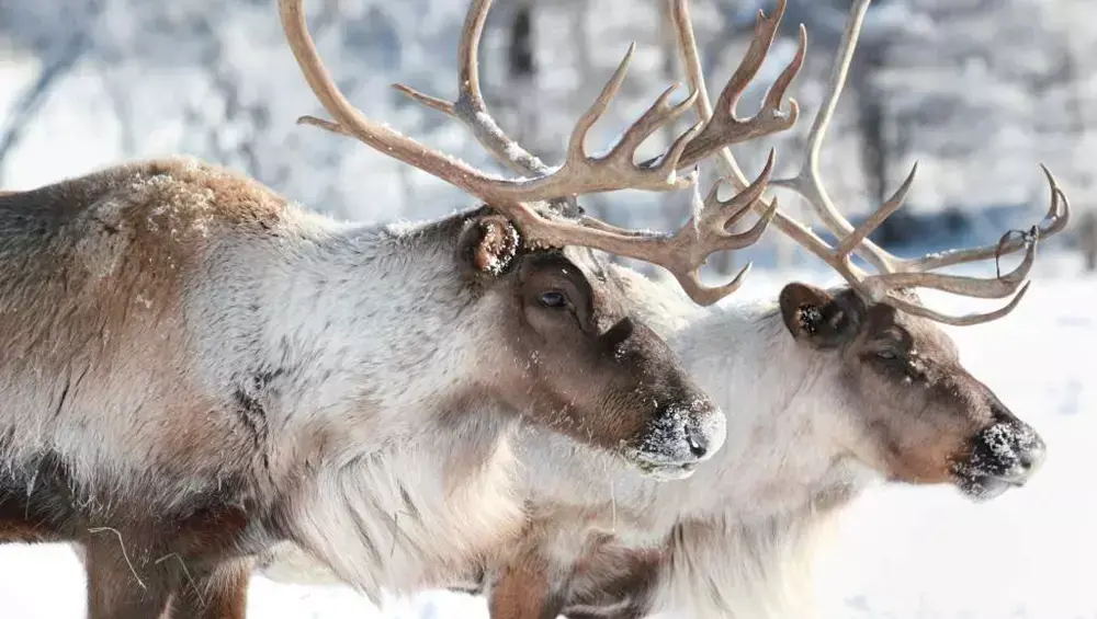 11 fun facts about reindeer | Whipsnade Zoo