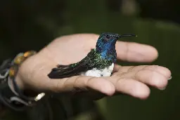 Female hummingbirds are mimicking males to avoid aggression