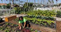 Growing Food Instead of Lawns in California Front Yards - The New York Times