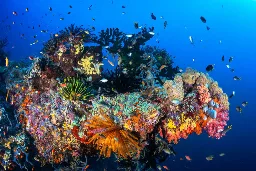 Marine ecosystems still overlooked in Indonesia’s new conservation law, critics say