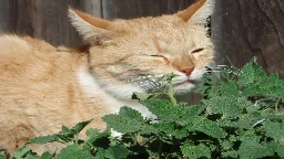 Why do cats like catnip so much?
