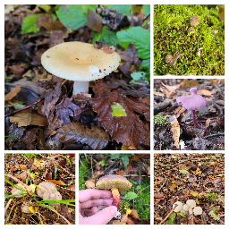 Short Saturday mushroom hunt. England, UK