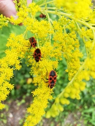 Red bugs on yellow plant [OC]