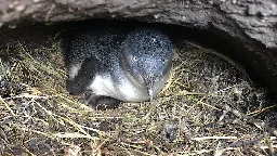 Little penguins to reclaim Tasmanian car park as city-based population thrives