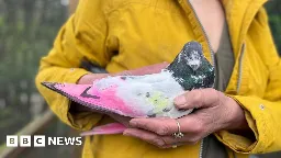 Stop using birds for gender reveals, charity says - BBC News