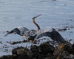 Great Blue Heron [oc]