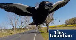 Magpie-swooping season is here. But you can avoid attack – if you play by their rules