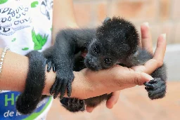 The brutal heat in Mexico is causing howler monkeys to drop dead from trees