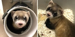 Cloning black-footed ferrets raises optimism for preserving a threatened species