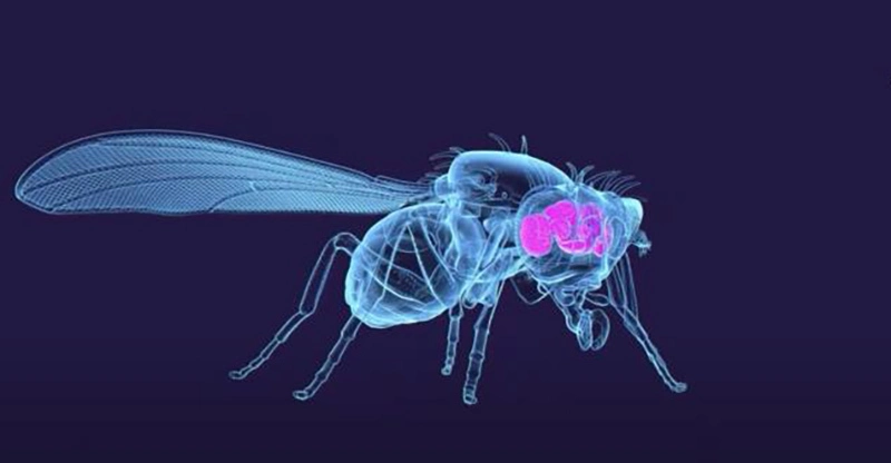 Complete wiring map of an adult fruit fly brain