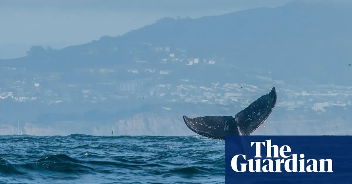 Humpback whales back in Britain, with rise in sightings from Kent to Isles of Scilly