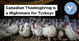 Canadian Thanksgiving is a Nightmare for Turkeys 💔