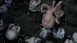 Rare octopus nursery discovered nearly 2 miles below the ocean surface | CNN