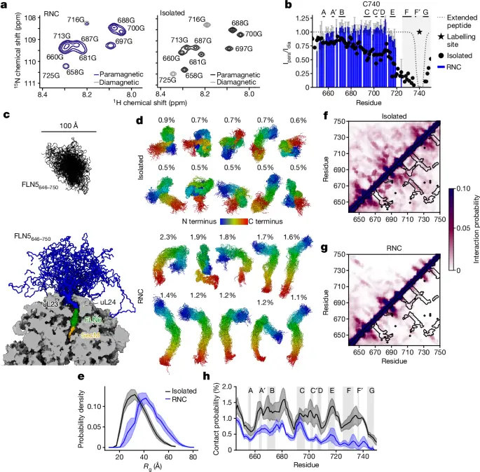 The ribosome lowers the entropic penalty of protein folding - Nature